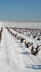 afbeelding wijngaard wijnhuis Marsilea sneeuw