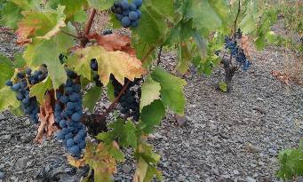 afbeelding wijngaard met cariñena