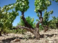 afbeelding wijnstok in wijngaard Vasconegro