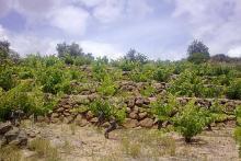 terras wijngaard Arribes del Duero